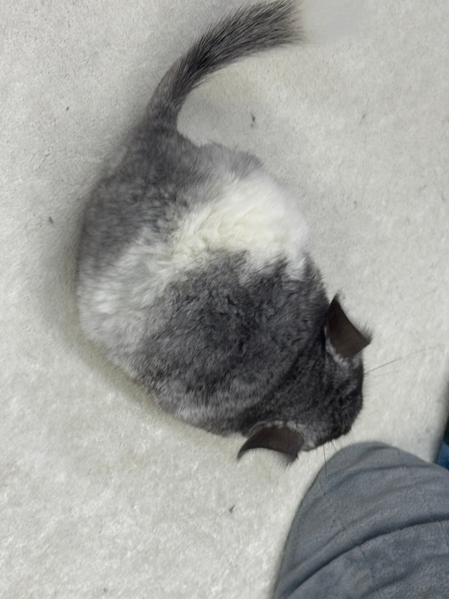 Chinchillas: T024 Mosaic male chinchilla for sale (USA Master Breeder’s lineage)