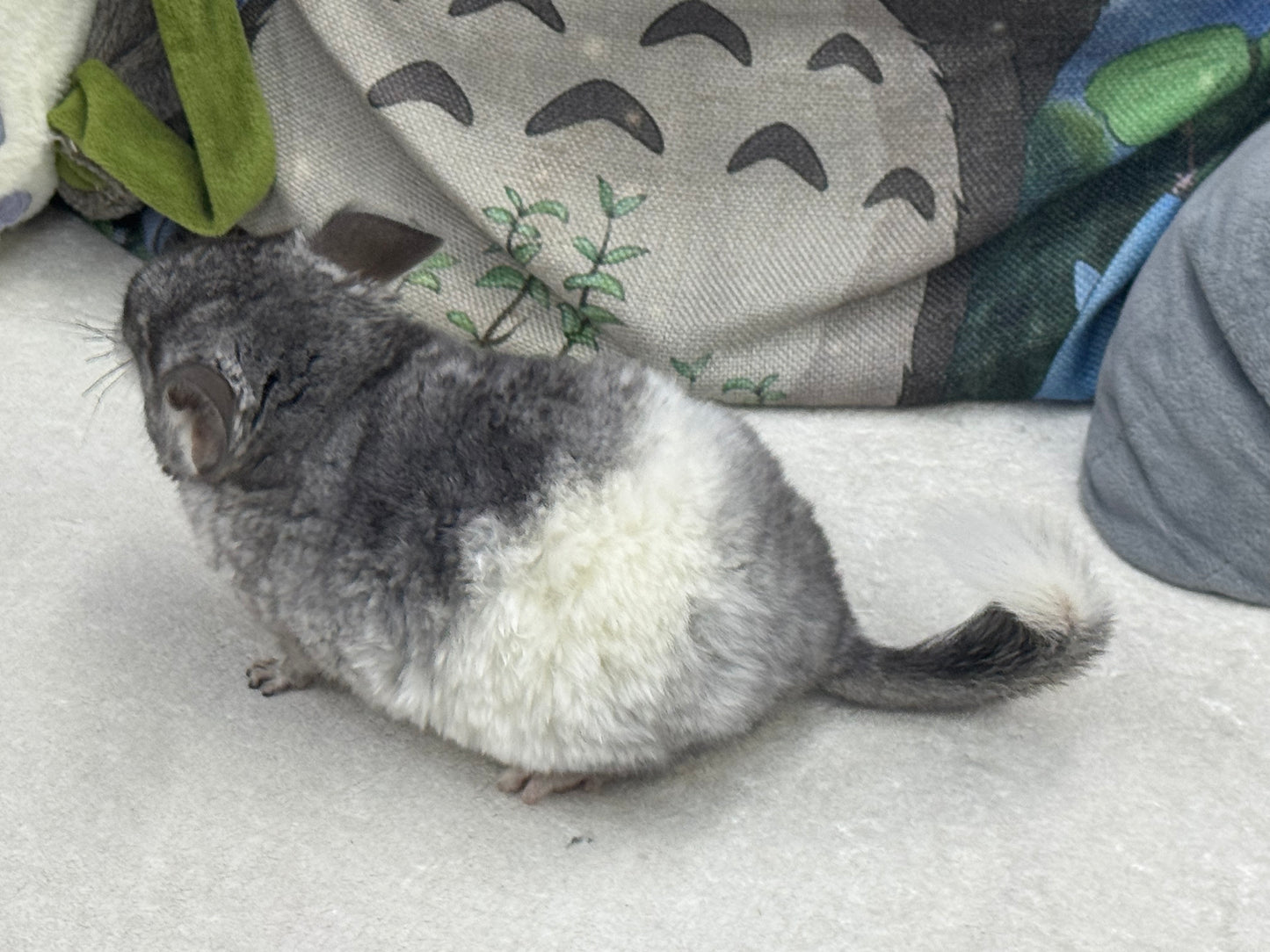 Chinchillas: T024 Mosaic male chinchilla for sale (USA Master Breeder’s lineage)
