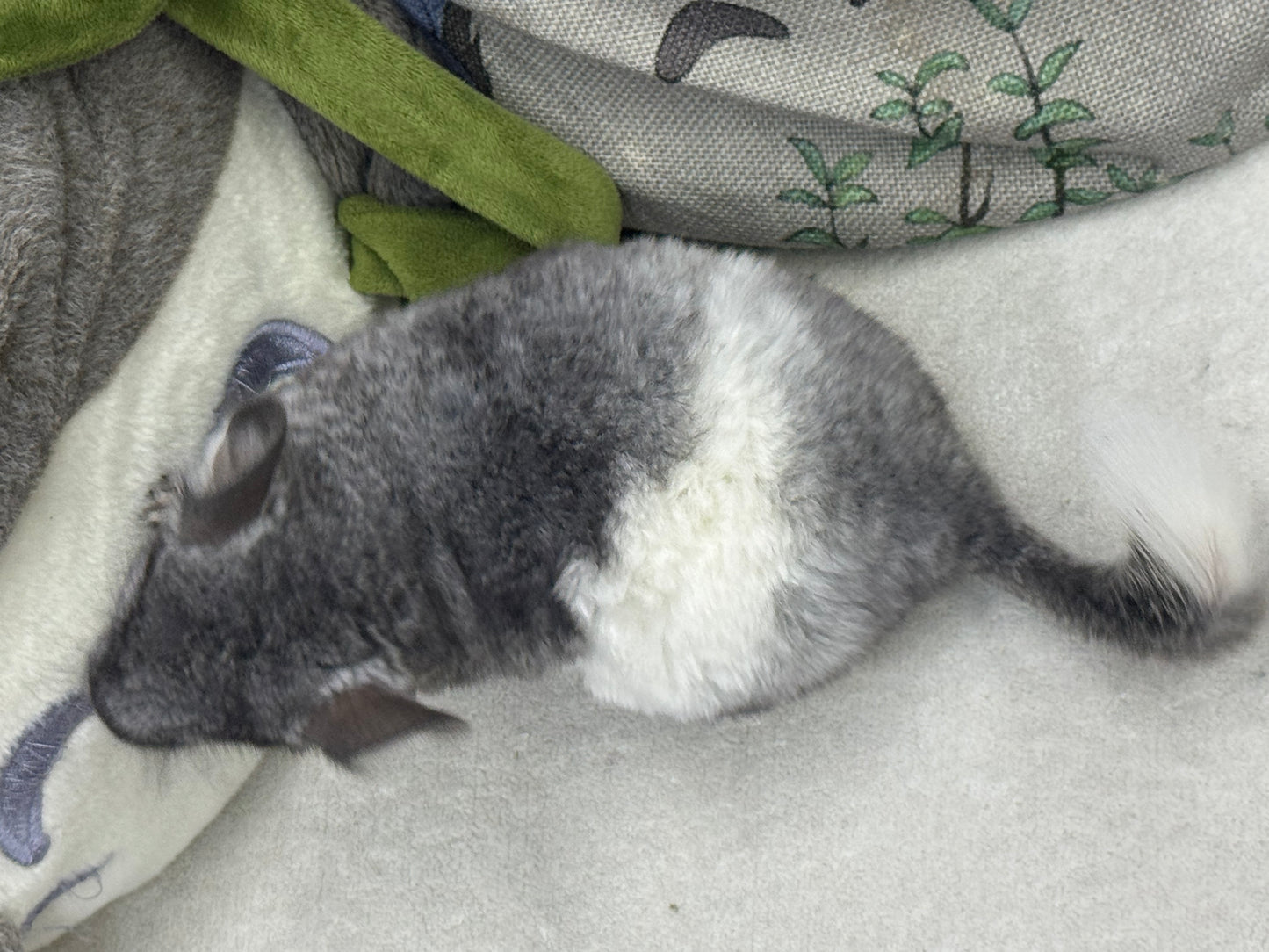 Chinchillas: T024 Mosaic male chinchilla for sale (USA Master Breeder’s lineage)