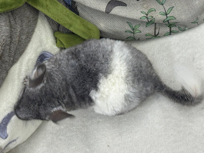 Chinchillas: T024 Mosaic male chinchilla for sale (USA Master Breeder’s lineage)
