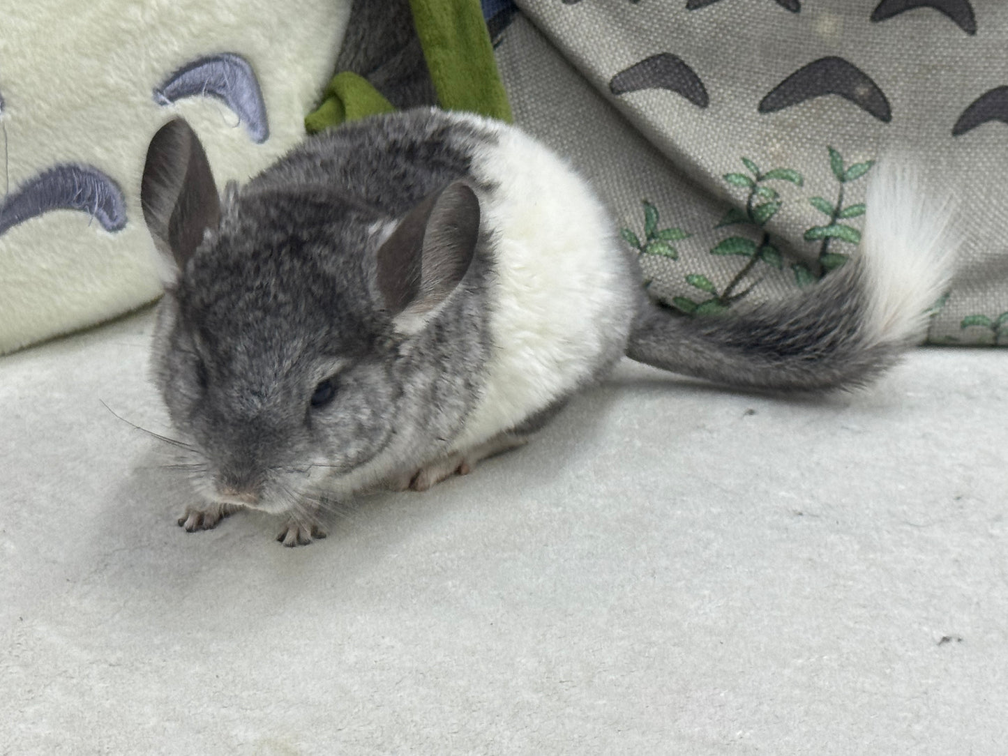 Chinchillas: T024 Mosaic male chinchilla for sale (USA Master Breeder’s lineage)