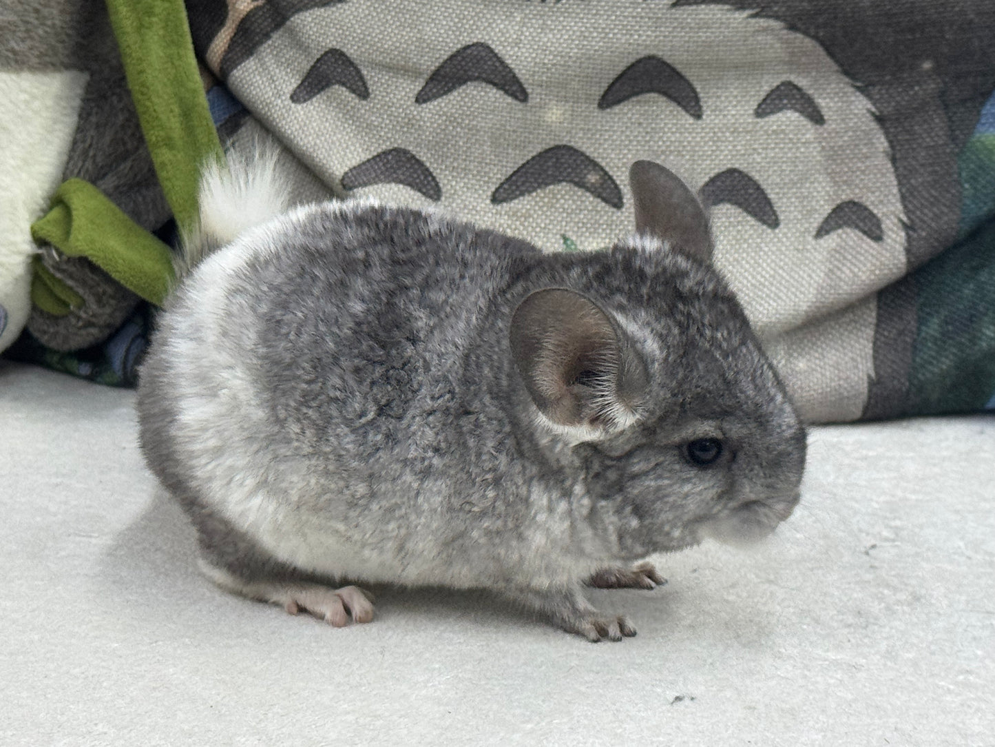 Chinchillas: T024 Mosaic male chinchilla for sale (USA Master Breeder’s lineage)