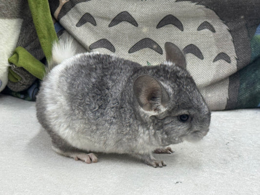 Chinchillas: T024 Mosaic male chinchilla for sale (USA Master Breeder’s lineage)