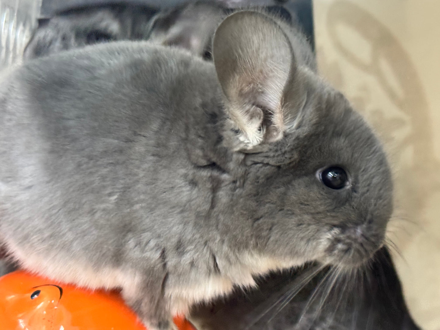 Chinchillas: R039 TOV Violet male chinchilla for sale (Brevi face) (USA lineage)