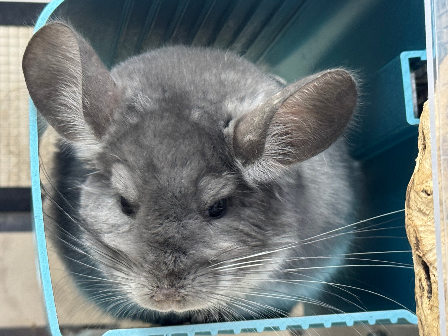 Chinchillas: R014 Violet male chinchilla for sale (USA lineage)