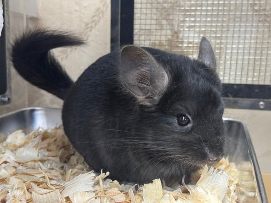 Chinchillas: R018 Dark Ebony RIAC (Locken carrier) male chinchilla for sale (USA lineage)