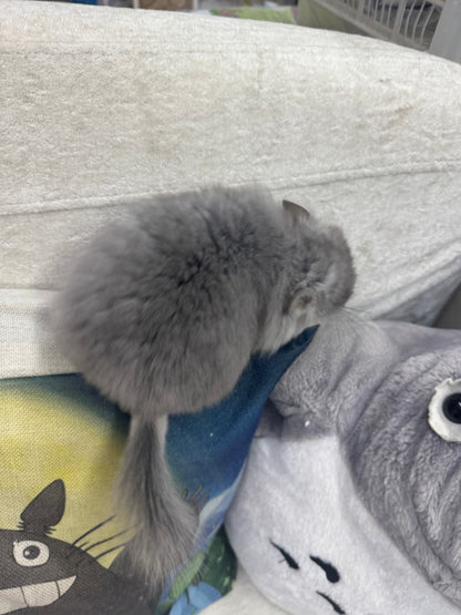 Chinchillas: S020 Violet RPA male chinchilla for sale (USA CCCU lineage)