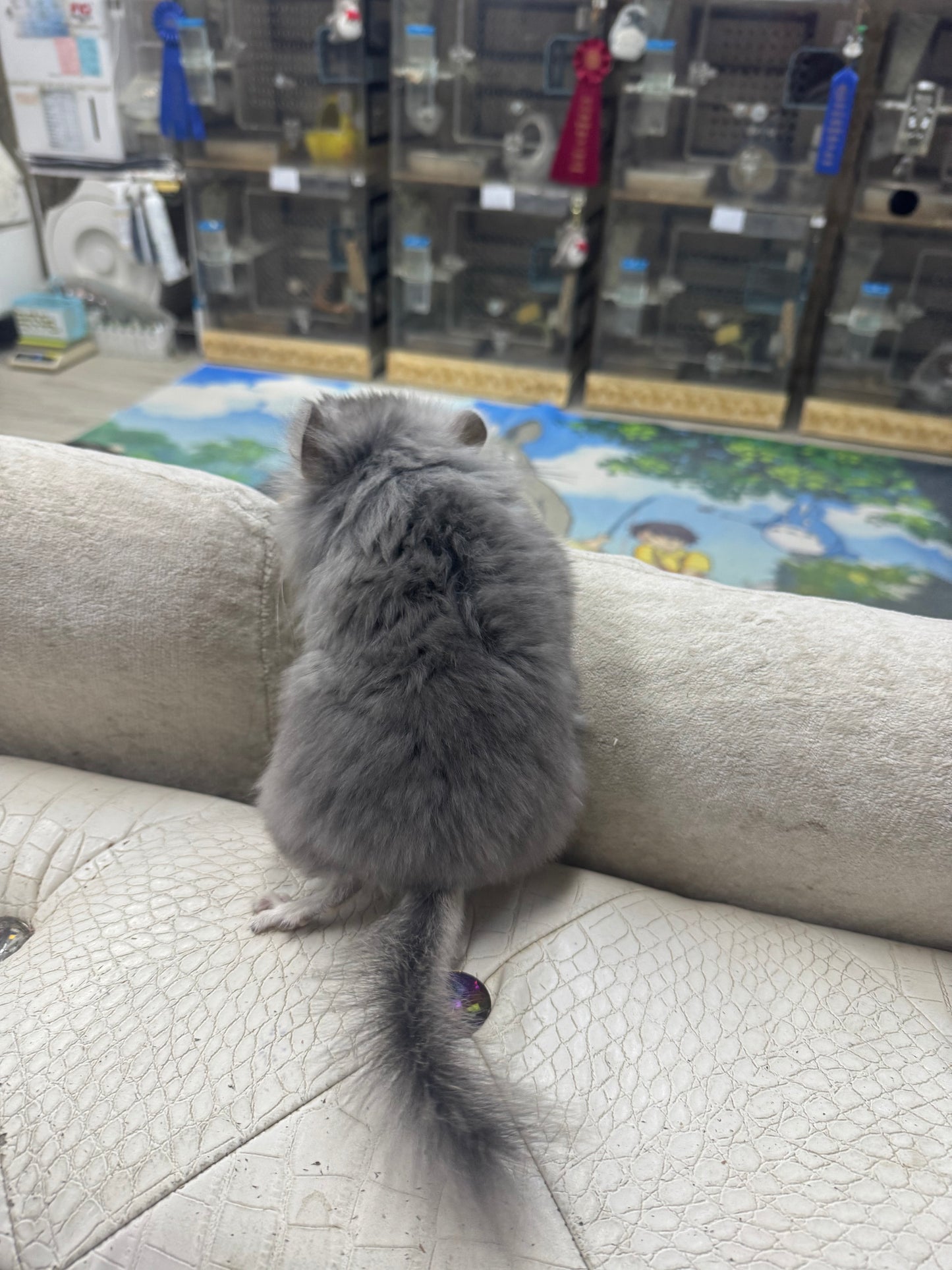 Chinchillas: S020 Violet RPA male chinchilla for sale (USA CCCU lineage)