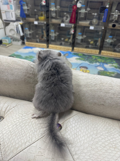 Chinchillas: S020 Violet RPA male chinchilla for sale (USA CCCU lineage)