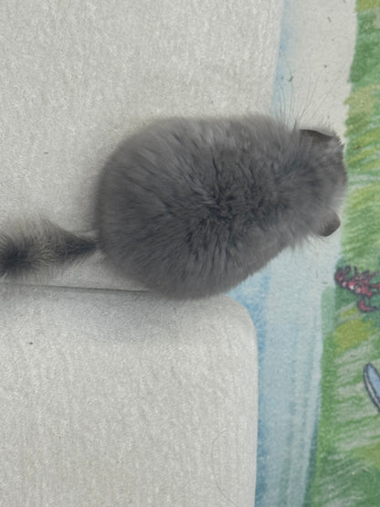 Chinchillas: S020 Violet RPA male chinchilla for sale (USA CCCU lineage)
