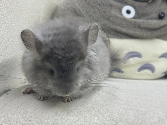 Chinchillas: S020 Violet RPA male chinchilla for sale (USA CCCU lineage)
