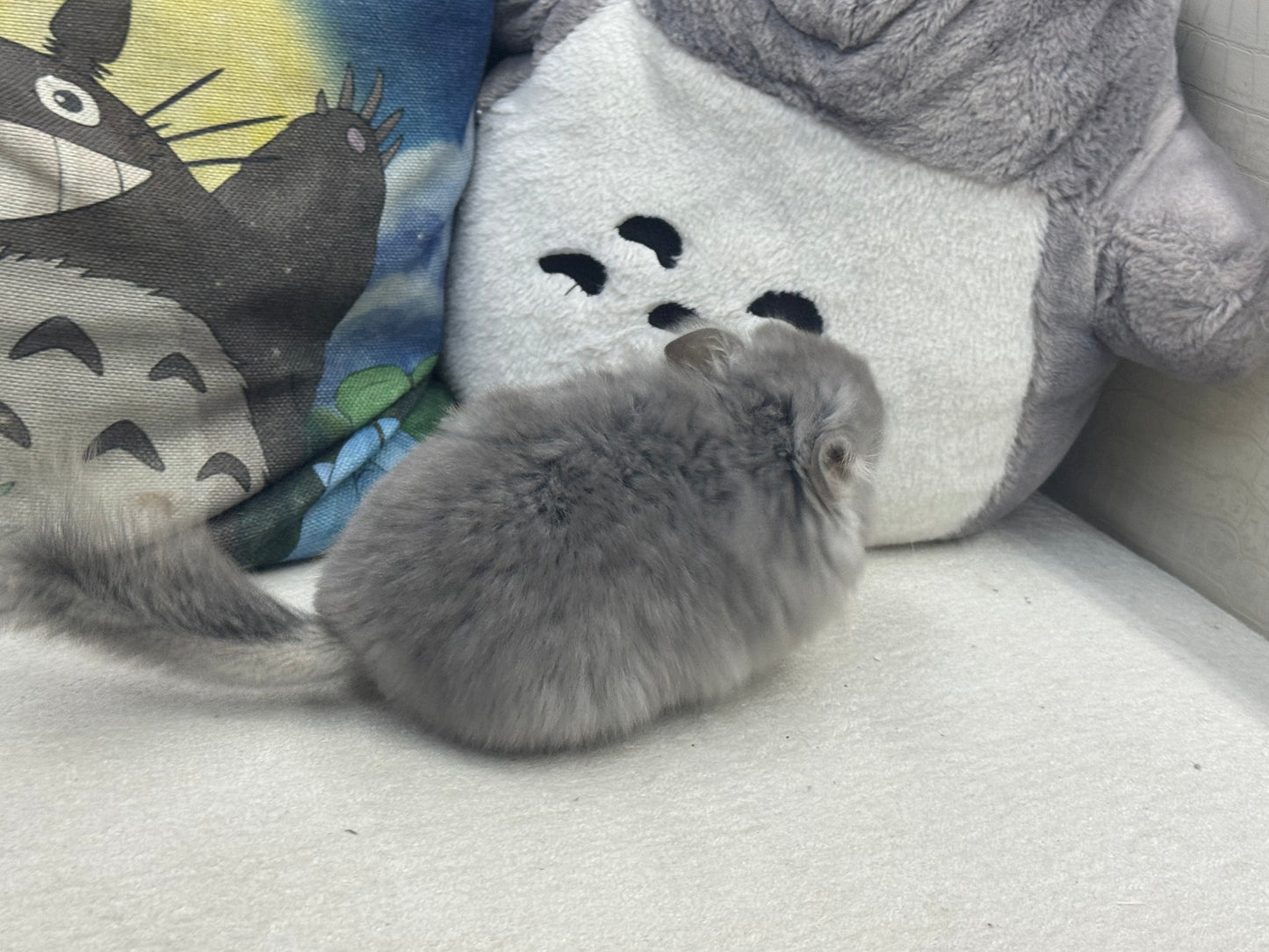 Chinchillas: S020 Violet RPA male chinchilla for sale (USA CCCU lineage)