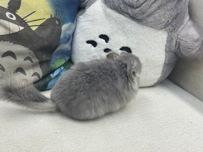 Chinchillas: S020 Violet RPA male chinchilla for sale (USA CCCU lineage)