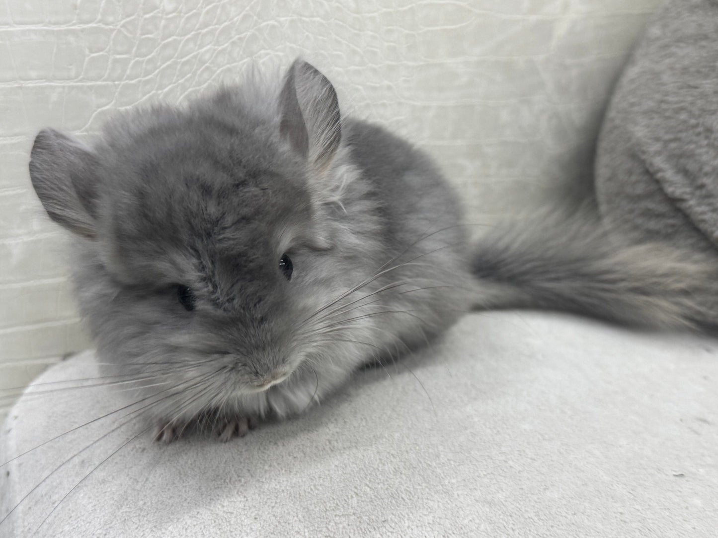 Chinchillas: S021 Violet RPA female chinchilla for sale (USA CCCU lineage)