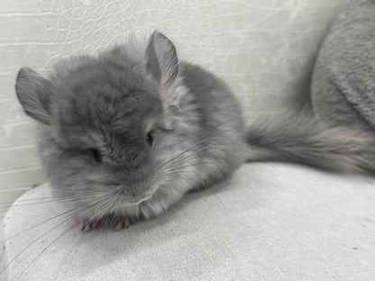 Chinchillas: S021 Violet RPA female chinchilla for sale (USA CCCU lineage)
