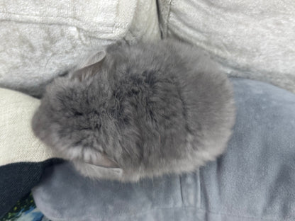 Chinchillas: S021 Violet RPA female chinchilla for sale (USA CCCU lineage)