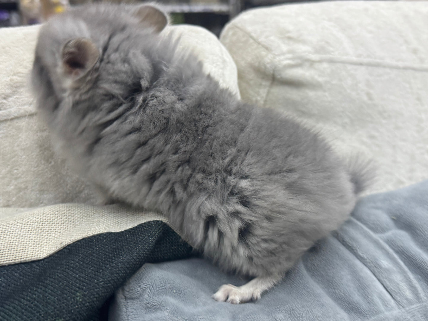 Chinchillas: S021 Violet RPA female chinchilla for sale (USA CCCU lineage)