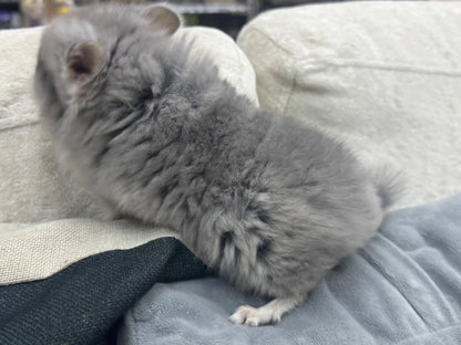 Chinchillas: S021 Violet RPA female chinchilla for sale (USA CCCU lineage)