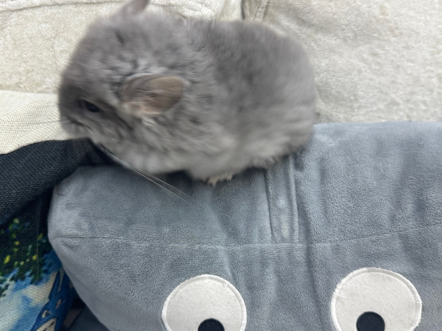 Chinchillas: S021 Violet RPA female chinchilla for sale (USA CCCU lineage)