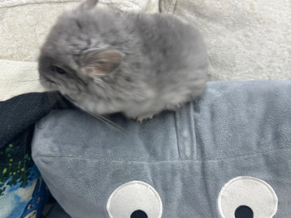 Chinchillas: S021 Violet RPA female chinchilla for sale (USA CCCU lineage)