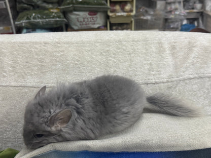 Chinchillas: S021 Violet RPA female chinchilla for sale (USA CCCU lineage)