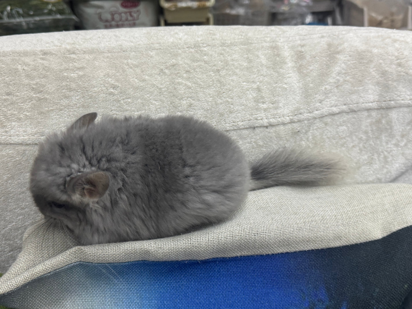 Chinchillas: S021 Violet RPA female chinchilla for sale (USA CCCU lineage)