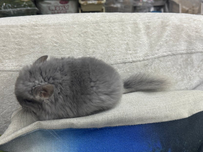 Chinchillas: S021 Violet RPA female chinchilla for sale (USA CCCU lineage)