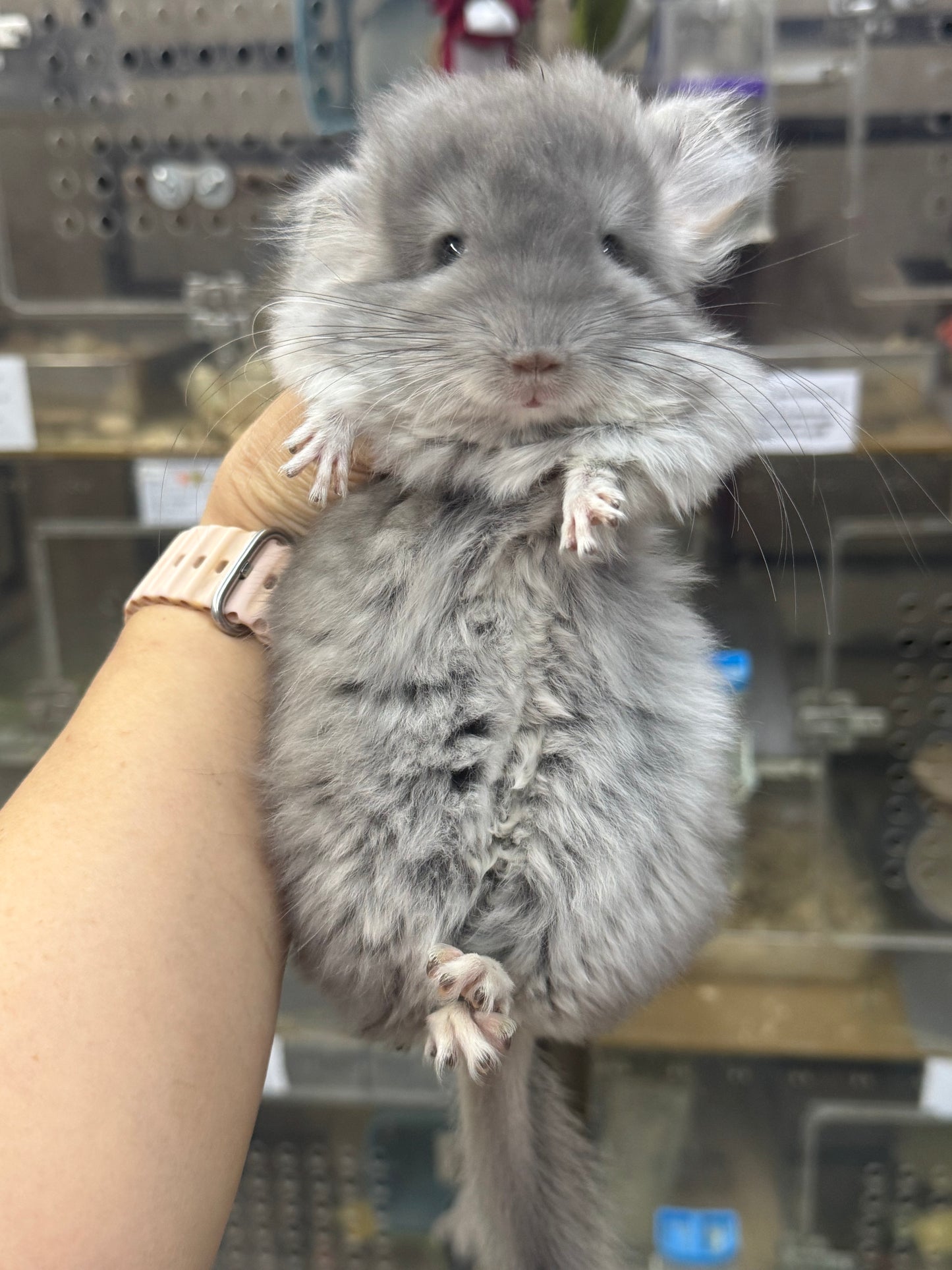 Chinchillas: S021 Violet RPA female chinchilla for sale (USA CCCU lineage)