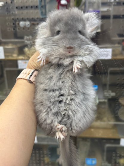 Chinchillas: S021 Violet RPA female chinchilla for sale (USA CCCU lineage)