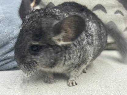 Chinchillas: S022 Standard female chinchilla for sale (Reserve Grand Show Champion USA lineage)