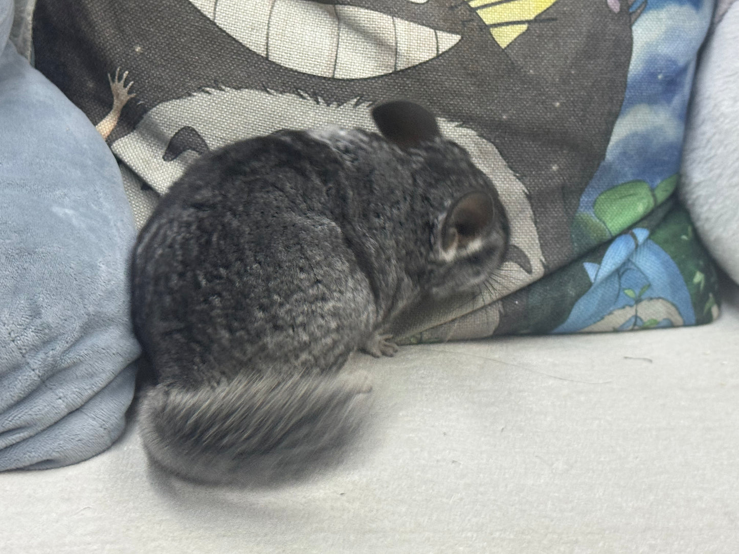 Chinchillas: S022 Standard female chinchilla for sale (Reserve Grand Show Champion USA lineage)