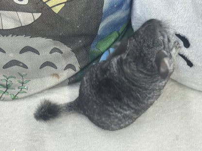 Chinchillas: S022 Standard female chinchilla for sale (Reserve Grand Show Champion USA lineage)