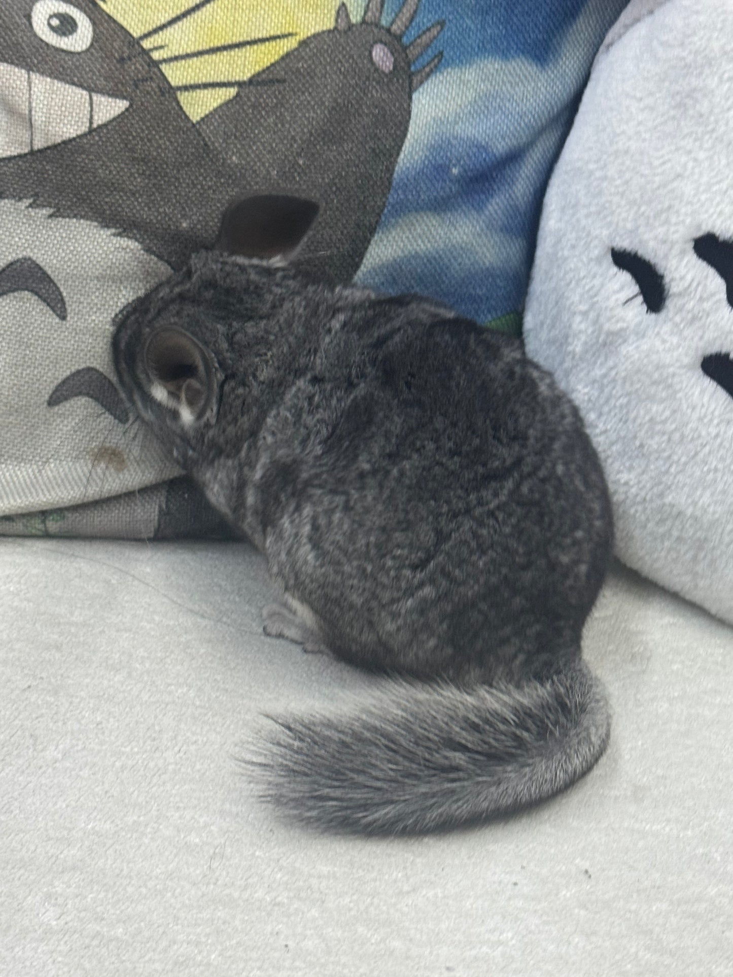 Chinchillas: S022 Standard female chinchilla for sale (Reserve Grand Show Champion USA lineage)