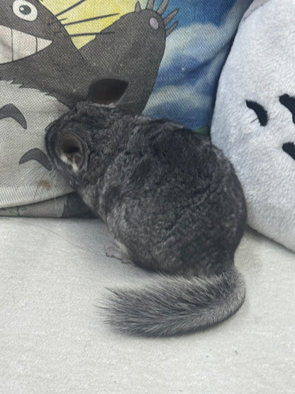 Chinchillas: S022 Standard female chinchilla for sale (Reserve Grand Show Champion USA lineage)
