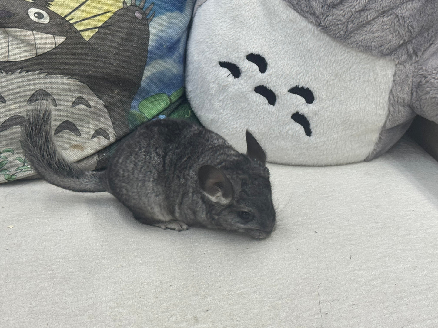Chinchillas: S022 Standard female chinchilla for sale (Reserve Grand Show Champion USA lineage)