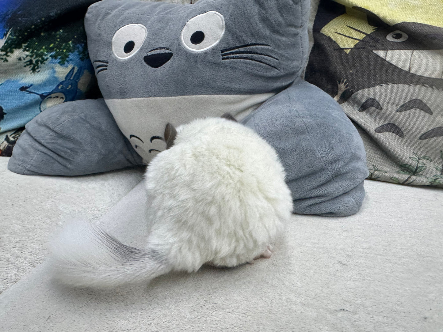 Chinchillas: S025 Predominantly White Mosaic female chinchilla for sale (USA lineage)