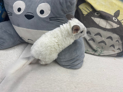 Chinchillas: S025 Predominantly White Mosaic female chinchilla for sale (USA lineage)