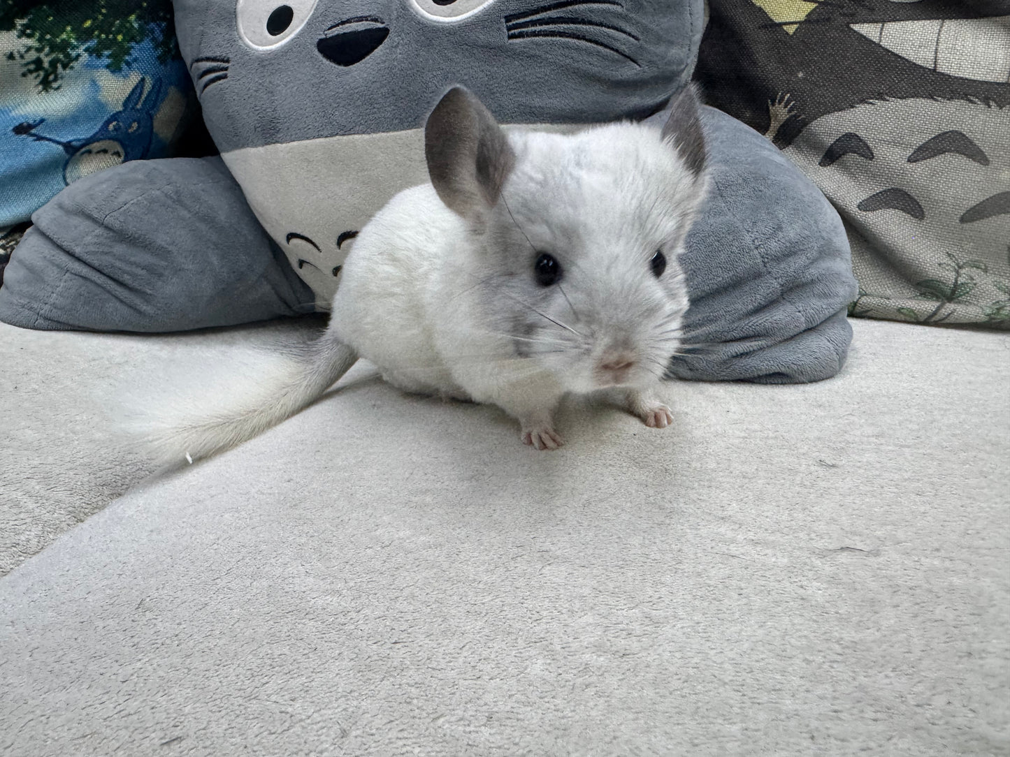 Chinchillas: S025 Predominantly White Mosaic female chinchilla for sale (USA lineage)