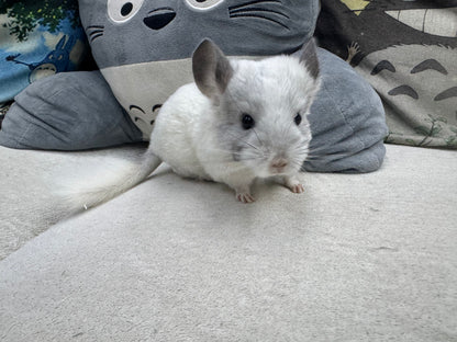 Chinchillas: S025 Predominantly White Mosaic female chinchilla for sale (USA lineage)