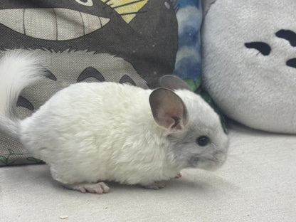 Chinchillas: S025 Predominantly White Mosaic female chinchilla for sale (USA lineage)