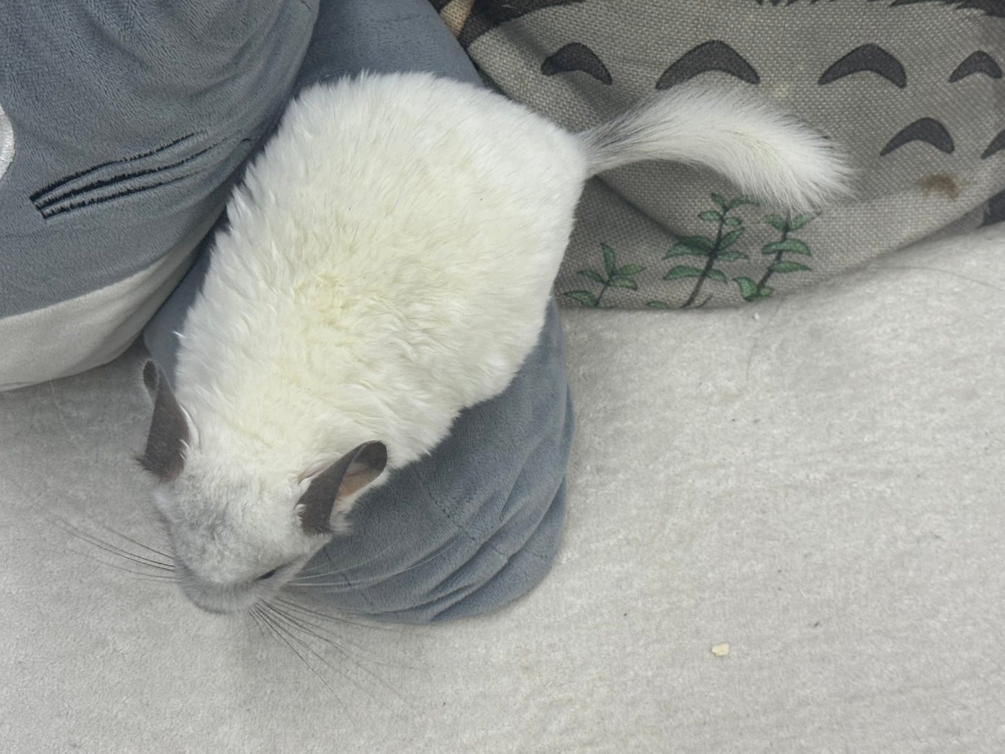 Chinchillas: S025 Predominantly White Mosaic female chinchilla for sale (USA lineage)