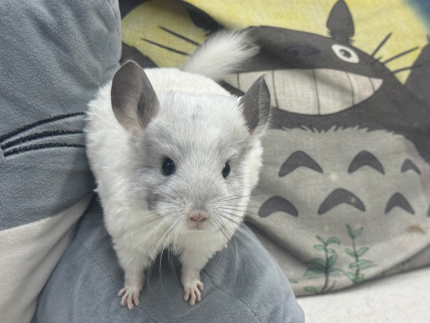 Chinchillas: S025 Predominantly White Mosaic female chinchilla for sale (USA lineage)