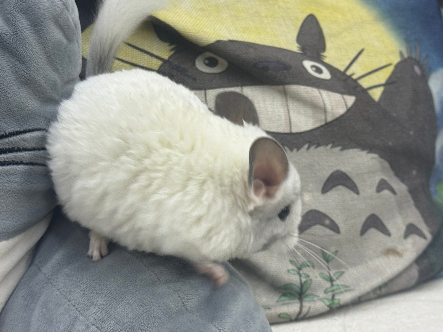Chinchillas: S025 Predominantly White Mosaic female chinchilla for sale (USA lineage)