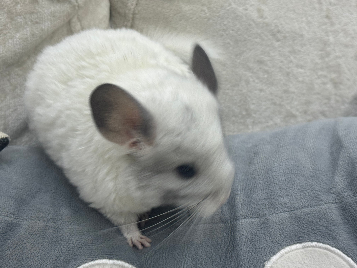 Chinchillas: S025 Predominantly White Mosaic female chinchilla for sale (USA lineage)
