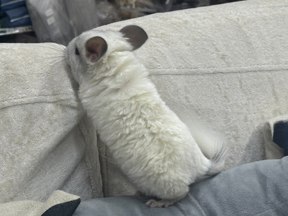 Chinchillas: S025 Predominantly White Mosaic female chinchilla for sale (USA lineage)