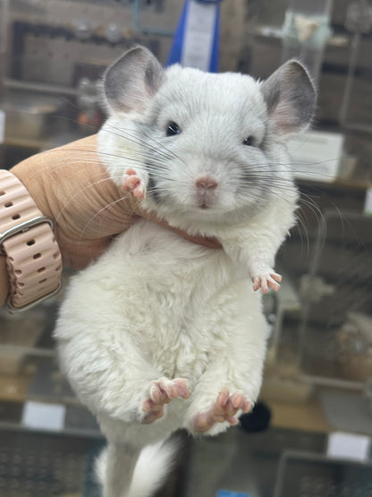 Chinchillas: S025 Predominantly White Mosaic female chinchilla for sale (USA lineage)
