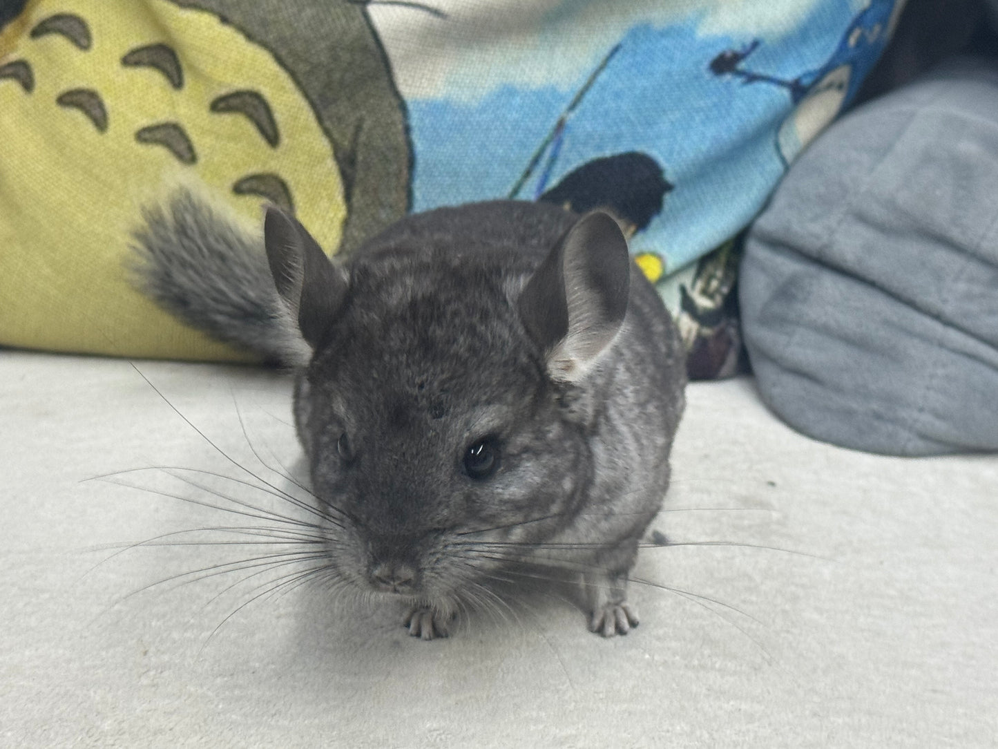 Chinchillas: S024 Standard female chinchilla for sale (USA lineage)