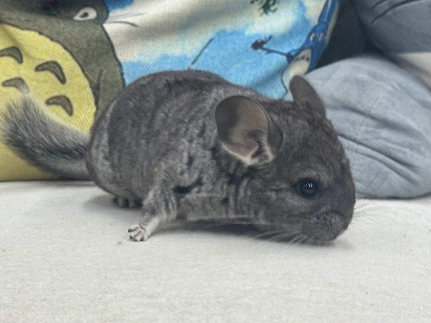 Chinchillas: S024 Standard female chinchilla for sale (USA lineage)