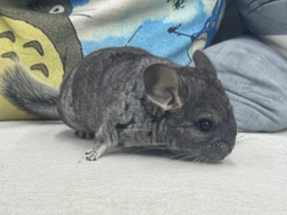 Chinchillas: S024 Standard female chinchilla for sale (USA lineage)