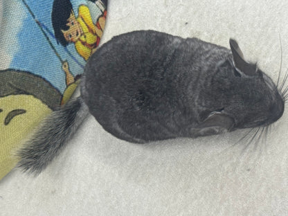 Chinchillas: S024 Standard female chinchilla for sale (USA lineage)